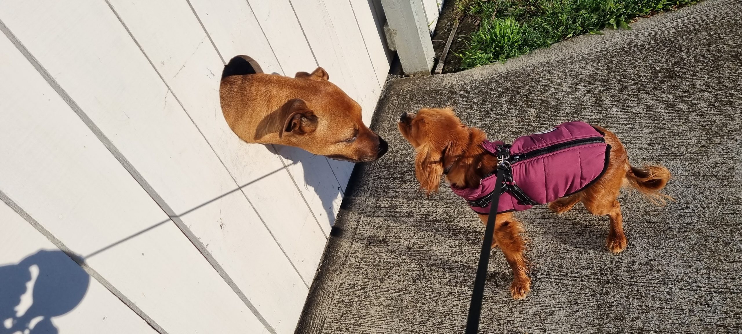 Two dogs looking through a hole in the fence at each other having a sniff on a dog walk