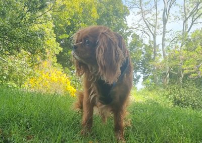 Daisey's Dog Walk at the Cathedral grass in Nelson City