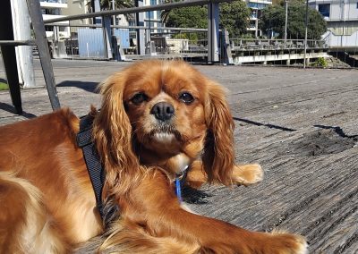 Daisey the dog Sun bathing after some fresh water at the Styx Resturant
