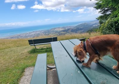 King Charles Spaniel on the top of a hill having a drink with the Tasman Bay view in the background