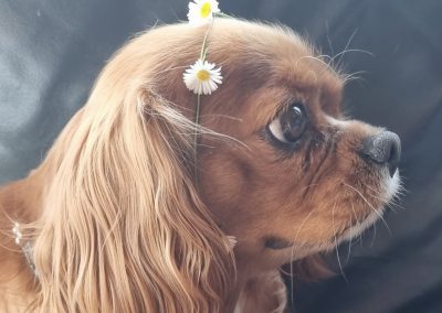 Daisey the spaniel with a Daisey chain on her head