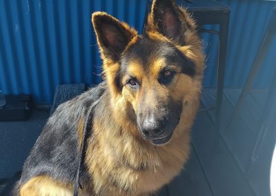 Large German Sheppard Dog sitting outside cafe